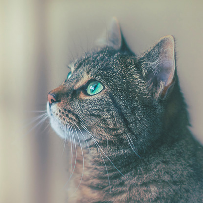 tabby cat with blue eyes