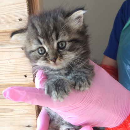 tiny tabby kitten held by gloved hand