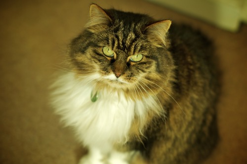 tabby and white long-haired cat