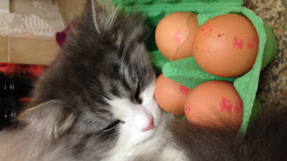 grey and white longhaired cat asleep on a box of eggs