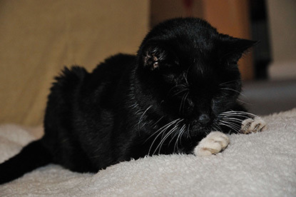 blind black cat lying on blanket