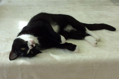 black and white cat lying on blanket