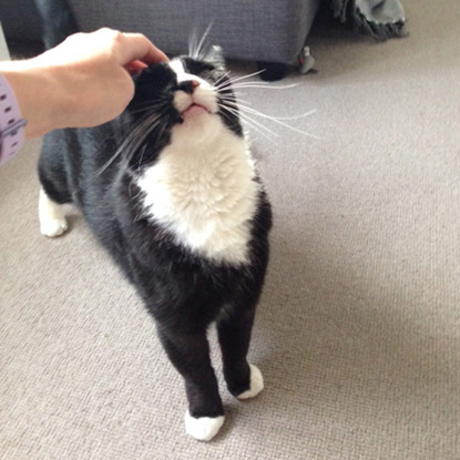 black and white cat having head scratched
