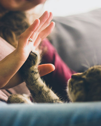 cat giving person a high-five
