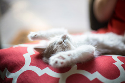 white kitten stretching on a cushion