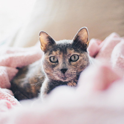 light tortie cat in pink bedding
