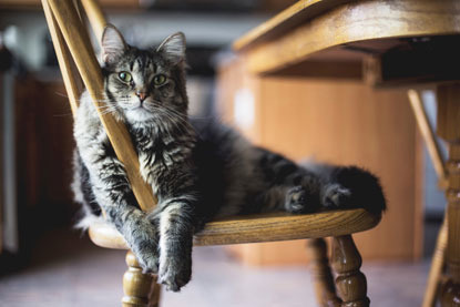 long-haired tabby cat sitting on wooden chair
