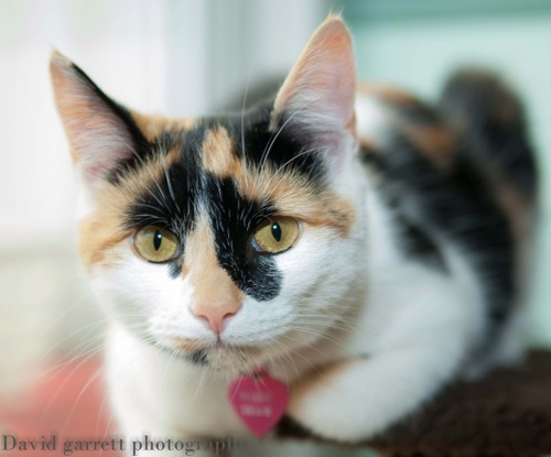 tortoiseshell cat looking at camera