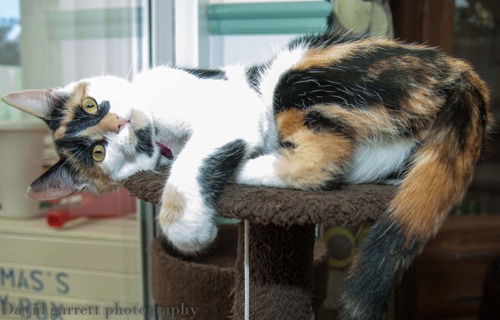 tortoiseshell cat laying on cat tower