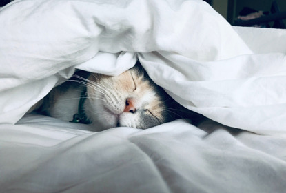 grey and white cat sleeping under duvet