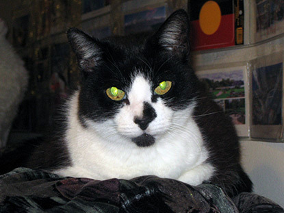 elderly black and white cat