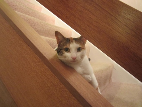 White and tortoiseshell cat peeping through stairs bannister