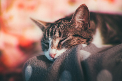 tabby and white cat sleeping on blanket