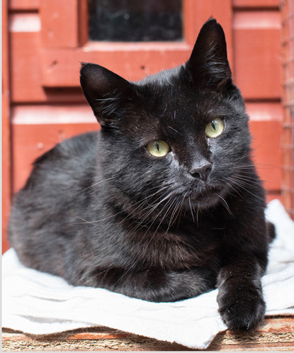 black cat on white blanket