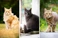 Incredible Cats Thumbnail