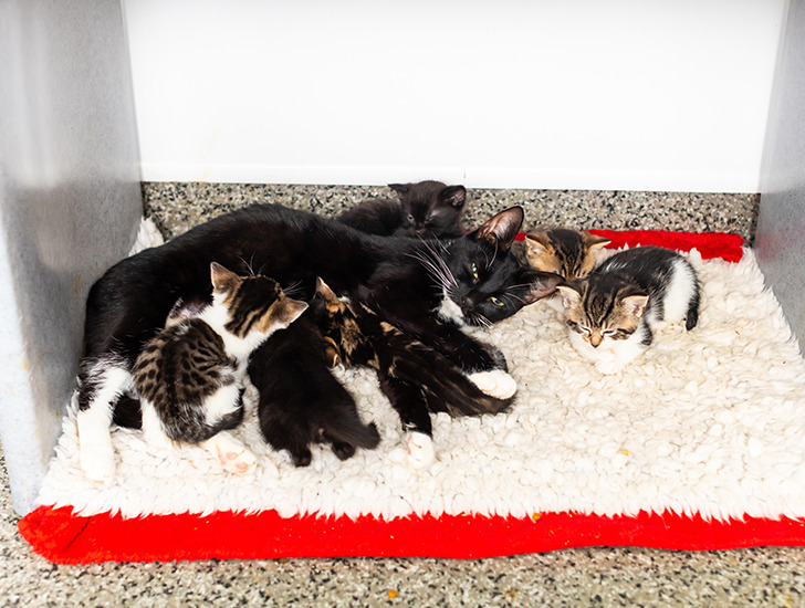 Birth and kittening