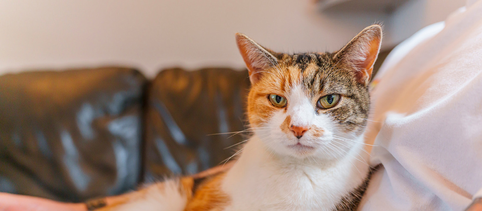 Cats Protection North Hertfordshire Branch