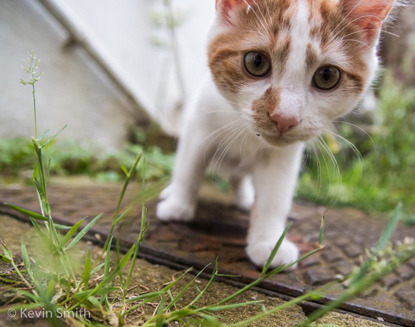 Ginger and white cat in a garden
