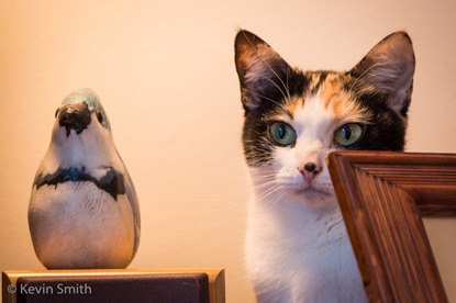 Tortoiseshell cat looking at penguin ornament