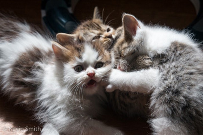 3 tabby and white kittens playing