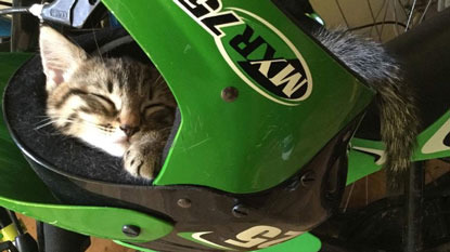 tabby kitten asleep in motorbike helmet