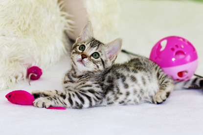 tabby kitten playing with toy mouse
