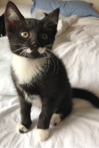 black and white kitten with moustache marking
