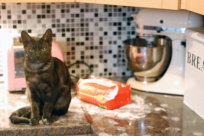 dark tortoiseshell cat on kitchen counter covered in flour
