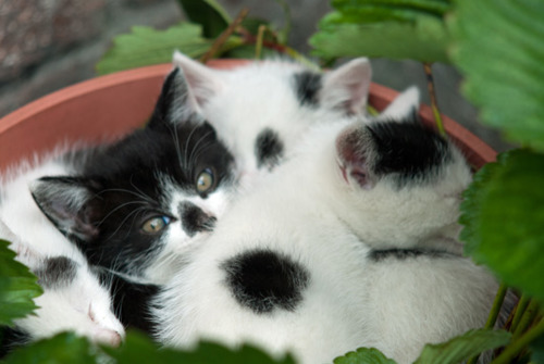 Black and white kittens inside plant pot