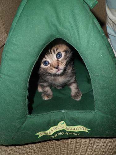 tabby kitten hiding in green felt bed