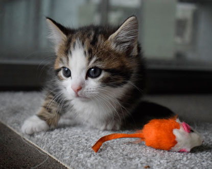 tabby and white kitten with an orange catnip mouse