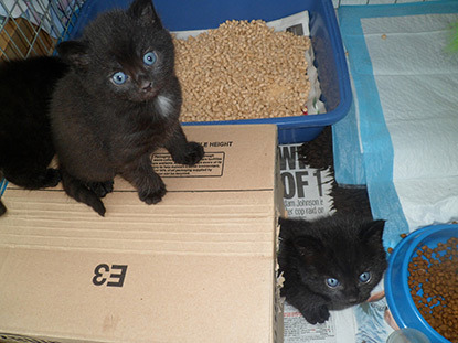 black kittens on cardboard box