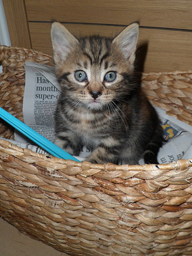 tabby cat in wicker basket