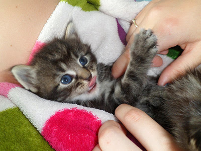 tabby kitten being stroked by human hand