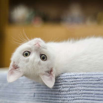 white cat with head tilted upside down
