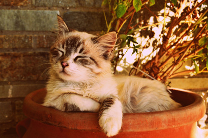 kitten asleep in plant pot