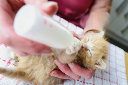 tiny ginger kitten being bottlefed milk