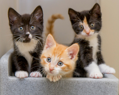 three different coloured kittens