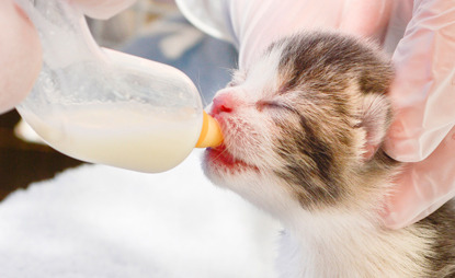 tiny tabby and white kitten being bottle fed milk
