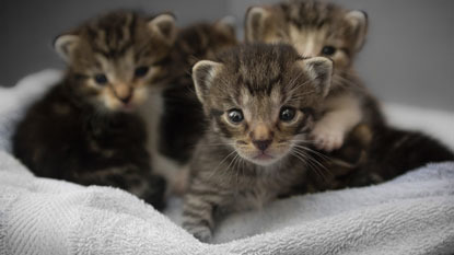 four young tabby kittens