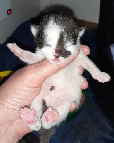 newborn black-and-white kitten in hand