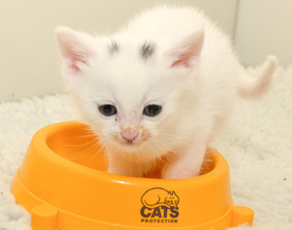 white kitten standing in a Cats Protection food bowl