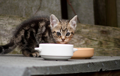 tabby kitten with injured eye behind white cat food bowl