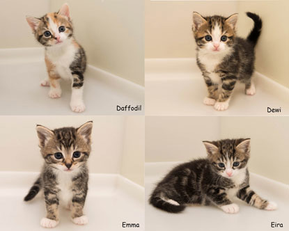 collage of three tabby kittens and one tortoiseshell kitten