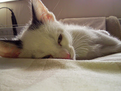 white and tabby kitten on bed