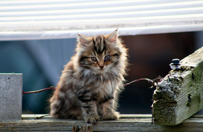 longhaired tabby kitten with injured eye sitting on fence