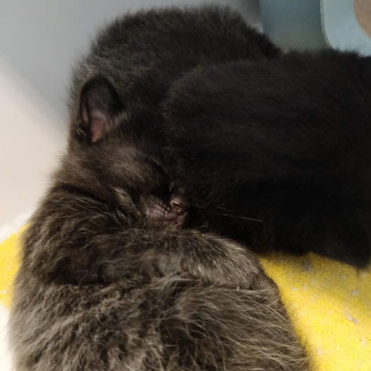 two black kittens curled up together