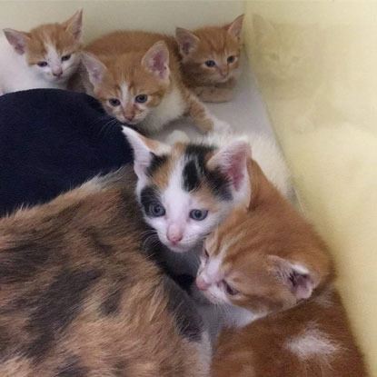 litter of ginger kittens and calico kittens