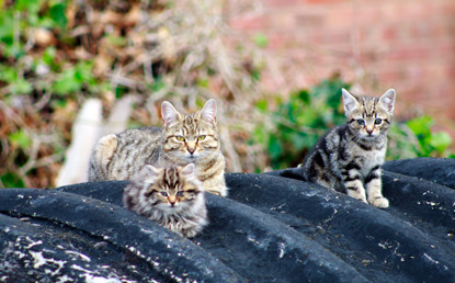 feral tabby cat and kittens on roof