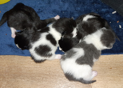 litter of black-and-white and grey-and-white kittens